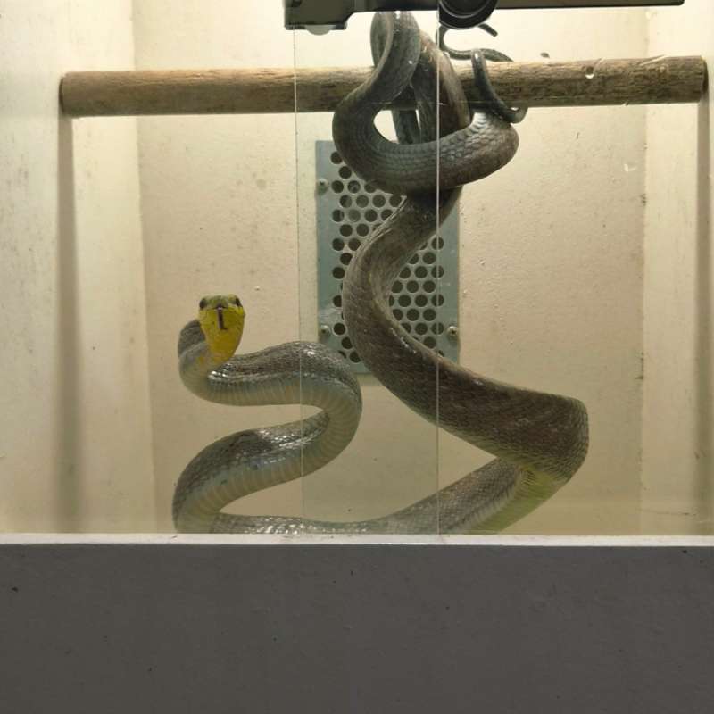Gonyosoma Silver Phase