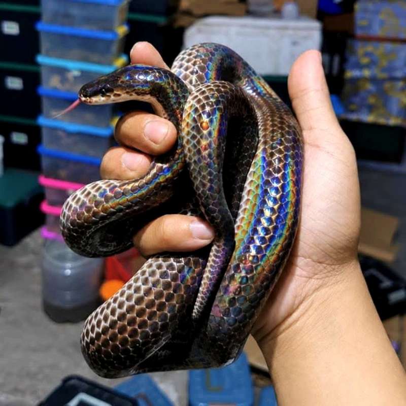 Xenopeltis UniColor