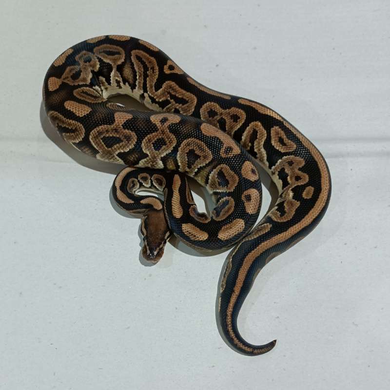 Black Pastel possible het Ultramel Pied
