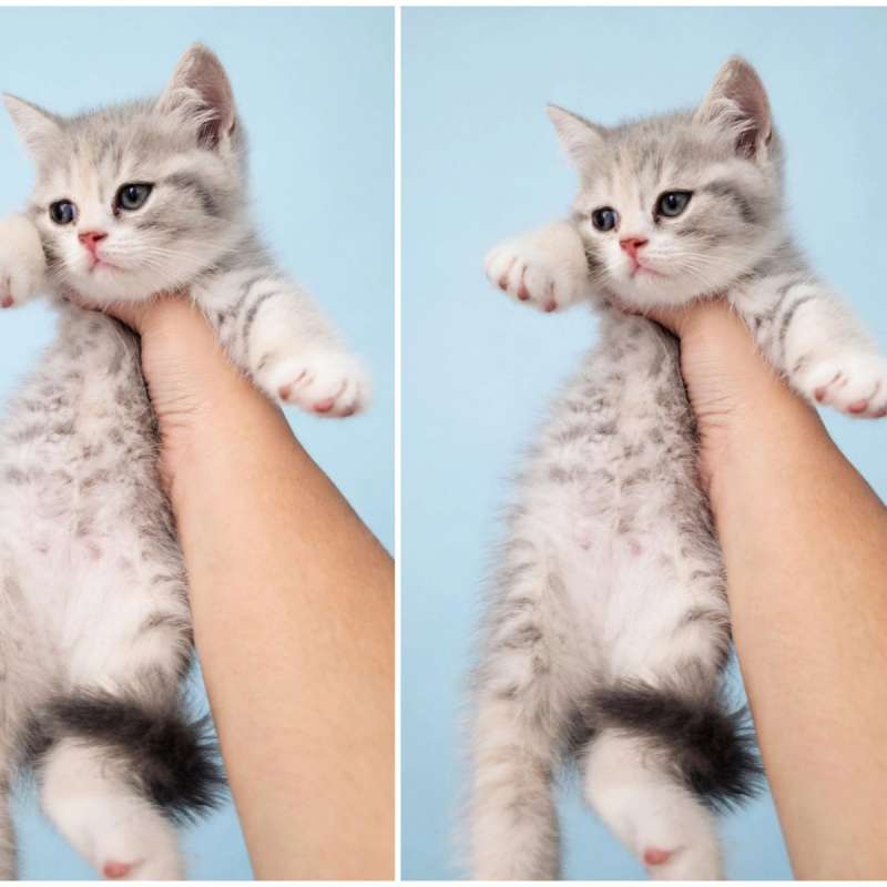 Kucing kitten British shorthair blue tabby