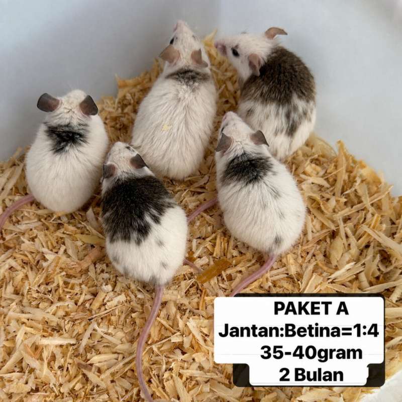 1:4 ASF Breeding Group 35-40g(1set)