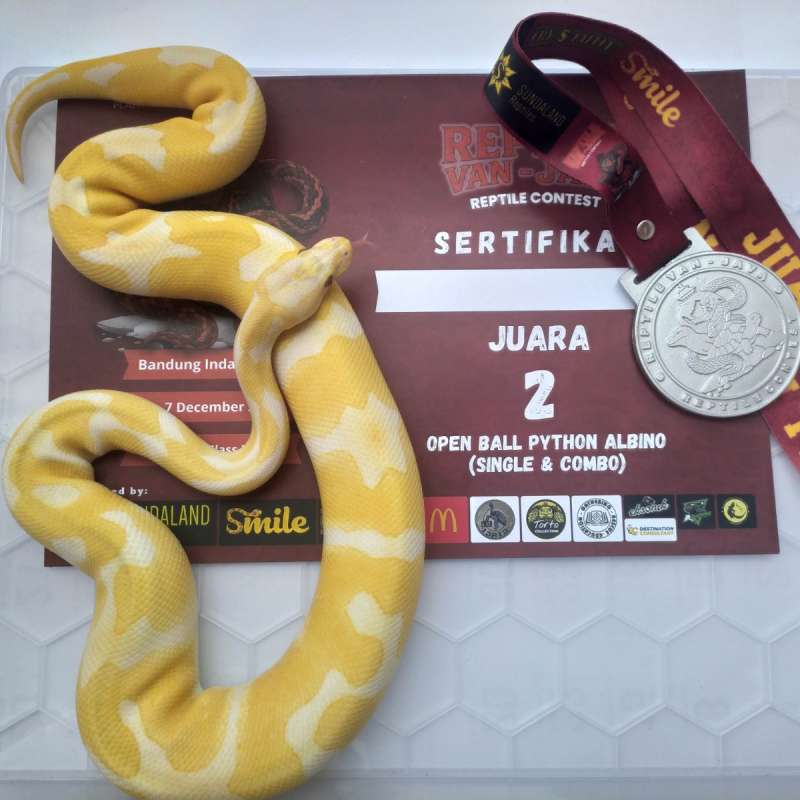Ball Python Lavender Het Pied PH Clown