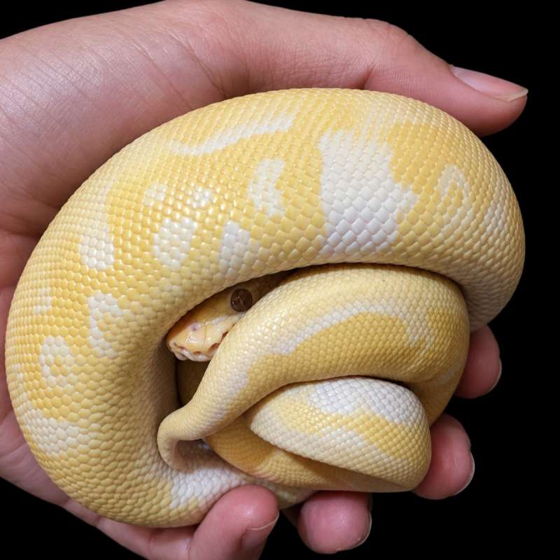 Pastel grail female