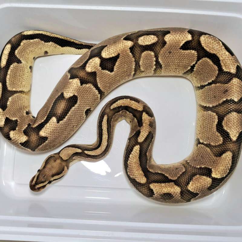 Ballpython Fire Specter het Axa VPI