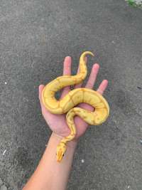 ball python banana leopar