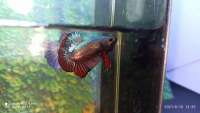 Ikan Cupang Avatar copper Red Gold