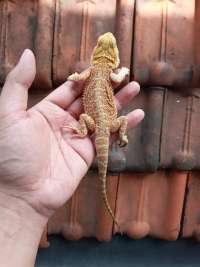 Bearded Dragon Red Hypo