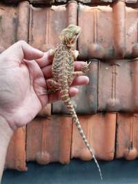 Bearded Dragon Red Hypo Leather Back (Male)