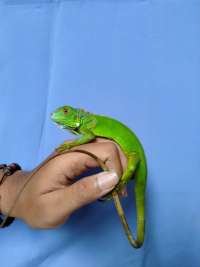 Green iguana columbia