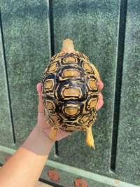 Pardalis Tortoise Kode A6
