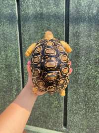 Pardalis Tortoise Kode A7