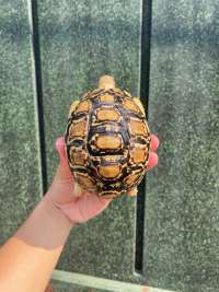 Pardalis Tortoise Kode A10