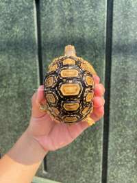 Pardalis Tortoise Kode R8