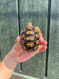Pardalis Tortoise Kode RS1 OS Simetris 15
