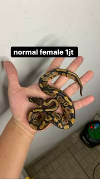 ball python normal female