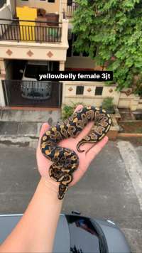 ball python female yellowbelly
