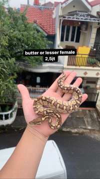 ball python female lesser