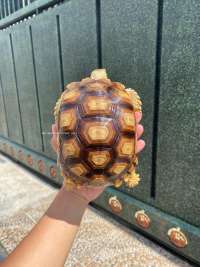 Sulcata Tortoise Kode JB2