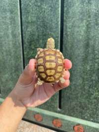 Baby Sulcata Tortoise Kode J1