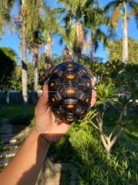 Red Foot Tortoise Carbonaria Marble ( Collector Item )