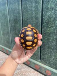 Cherry Head Tortoise Kode C1