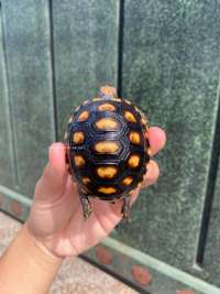 Cherry Head Tortoise Kode C5