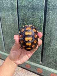 Cherry Head Tortoise Kode C7