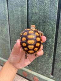 Cherry Head Tortoise Kode C8