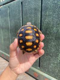 Cherry Head Tortoise Kode C11