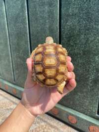 Sulcata Tortoise Kode AS1 Less Scute / Unique Scute  Collector Item