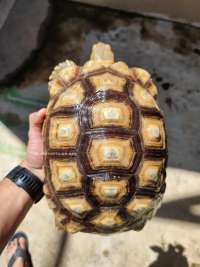 Sulcata Tortoise Cerah Betina