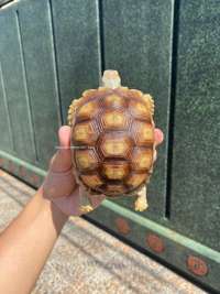Sulcata Tortoise Kode M4