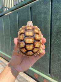 Sulcata Tortoise Kode M2