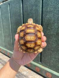 Sulcata Tortoise Kode A1