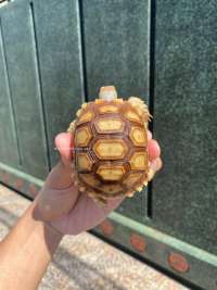 Sulcata Tortoise Kode A4