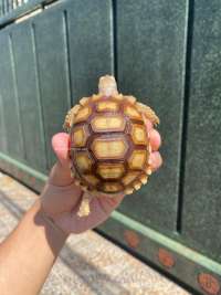 Sulcata Tortoise Kode A5