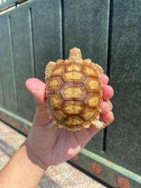 Sulcata Tortoise Kode A10