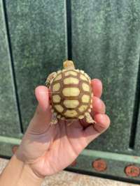Sulcata Tortoise Kode N1