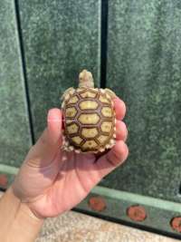 Sulcata Tortoise Kode N2 Over Scute