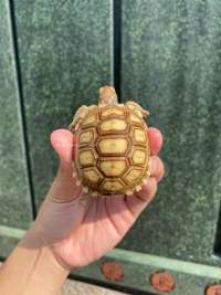 Sulcata Tortoise Kode N4