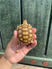Sulcata Tortoise Kode N5