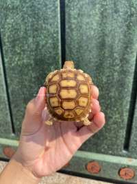 Sulcata Tortoise Kode N7