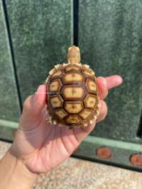 Sulcata Tortoise Kode N9