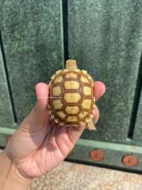 Sulcata Tortoise Kode N10