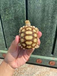 Sulcata Tortoise Kode N11