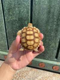 Sulcata Tortoise Kode N12