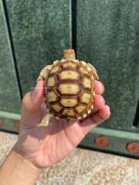 Sulcata Tortoise Kode N16