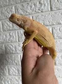 Iguana Green Albino