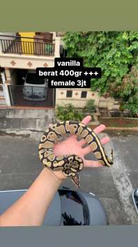 ball phyton female vanill
