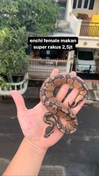 ball python female enchi